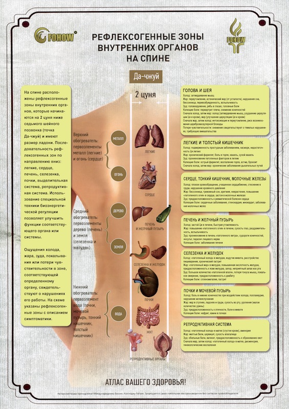 Плакат Рефлексогенные зоны внутренних органов на спине