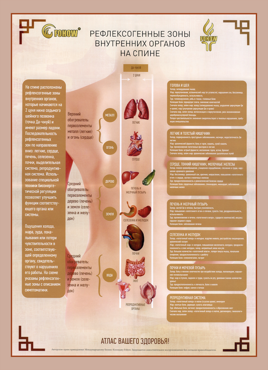 Плакат №07 "FOHOW. Рефлексогенные зоны внутренних органов на спине", размер 60х85см - 400 руб.