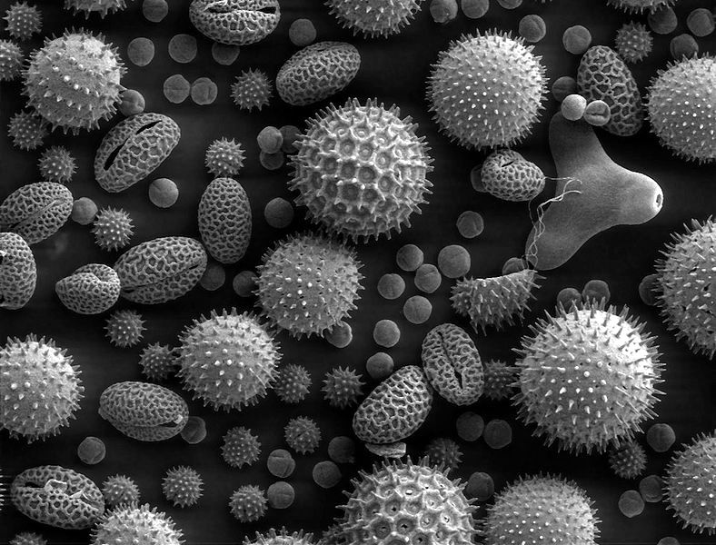 Пыльца растений. Вид под электронным микроскопом.